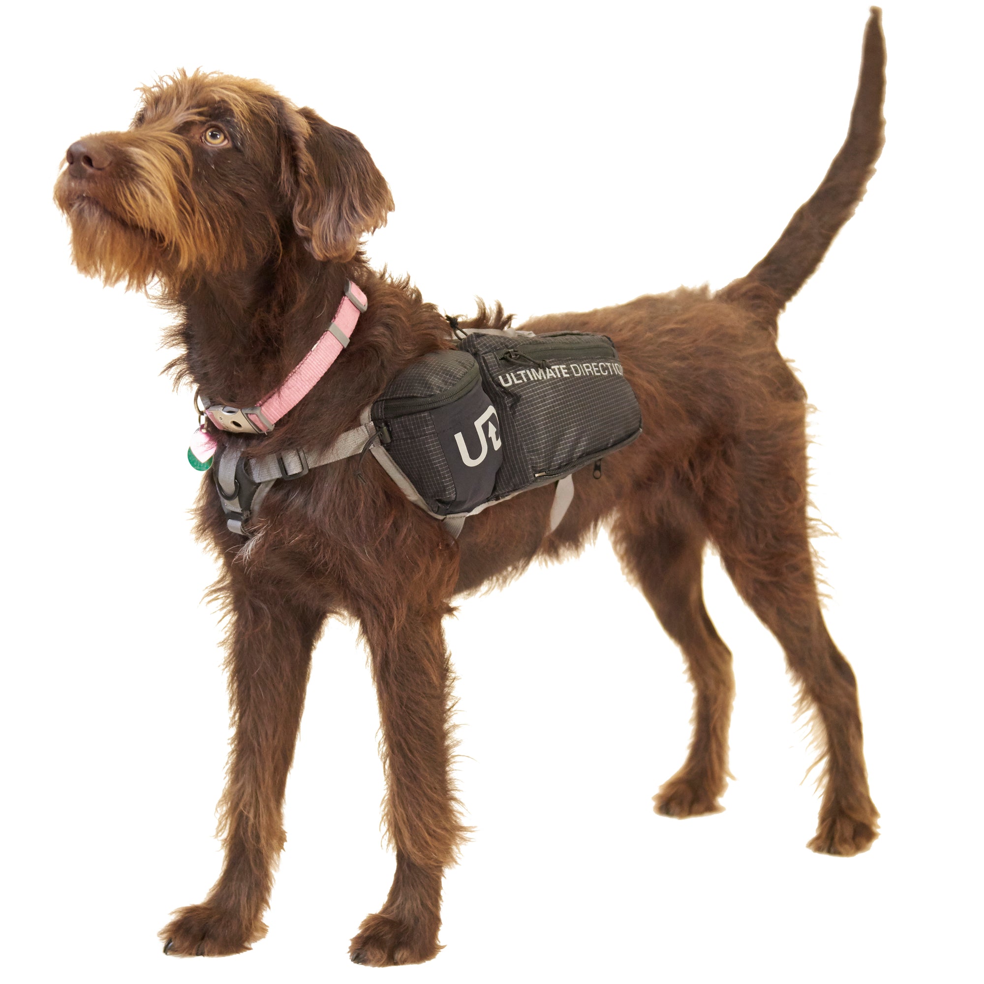 Medium deals dog vest