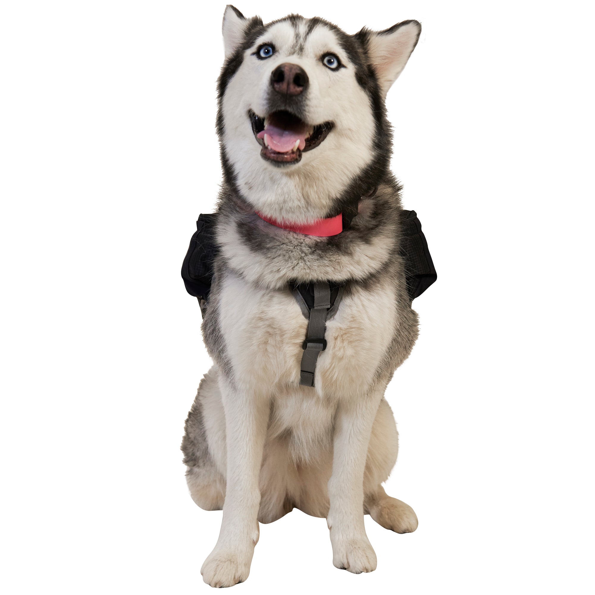 Ultimate Direction Dog Vest Centurion Running Ltd
